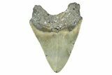 Fossil Megalodon Tooth - North Carolina #371654-2